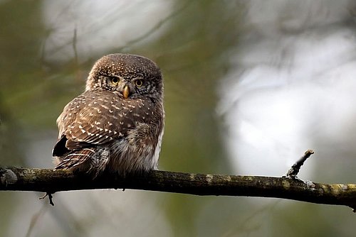 fotografija ptice - mali skovik