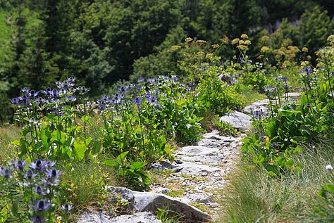 rastišče alpske možine ob planinski poti
