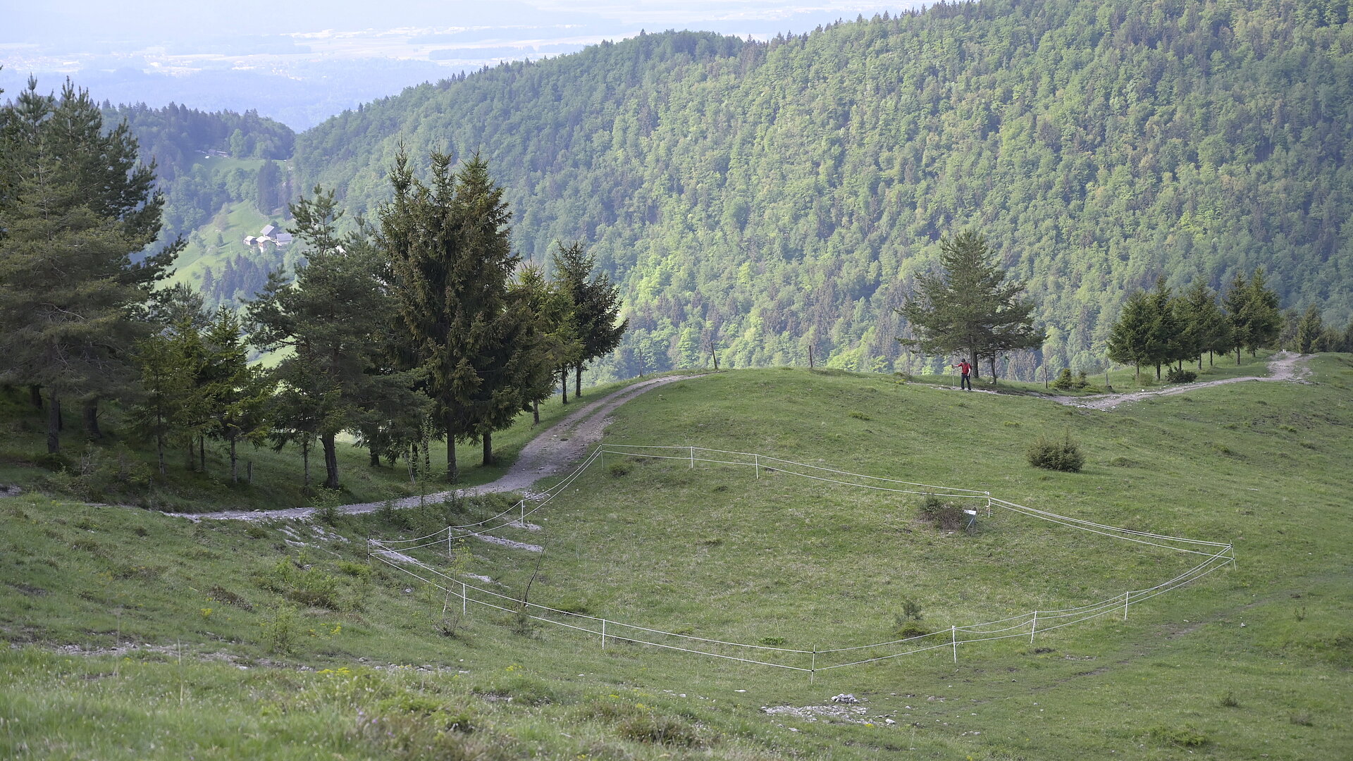 Kontrolirano rastišče za močvirskega mečka - druga sezona (Foto: Primož Glogovčan, ZRSVN)