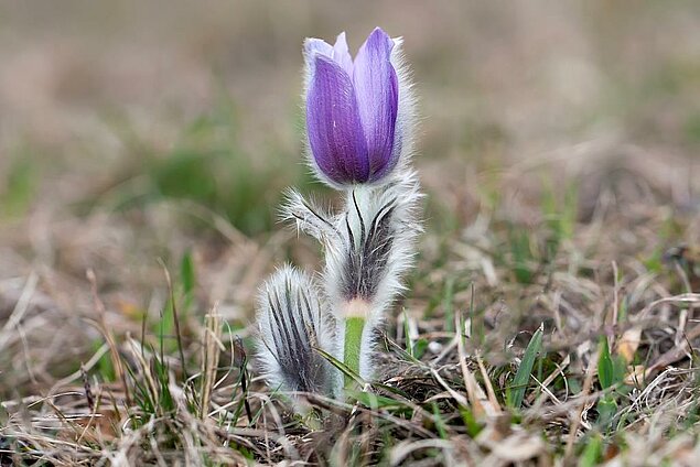 fotografija velikočnice - cvetlice z vijoličnim cvetom tulipanaste oblike, ki je v celoti prekrita z dolgimi belimi dlačicami