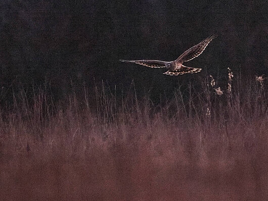 Samica pepelastega lunja v večernem mraku – med nizkim preletom v travi išče primerno mesto za prenočevanje. (foto: Davorin Tome, NIB)