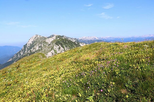 cvetoči gorski travnik