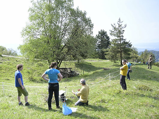 Vzpostavitev kontroliranega rastišča za rastlinsko vrsto Nature 2000 močvirski meček (Foto: Primož Glogovčan, ZRSVN)