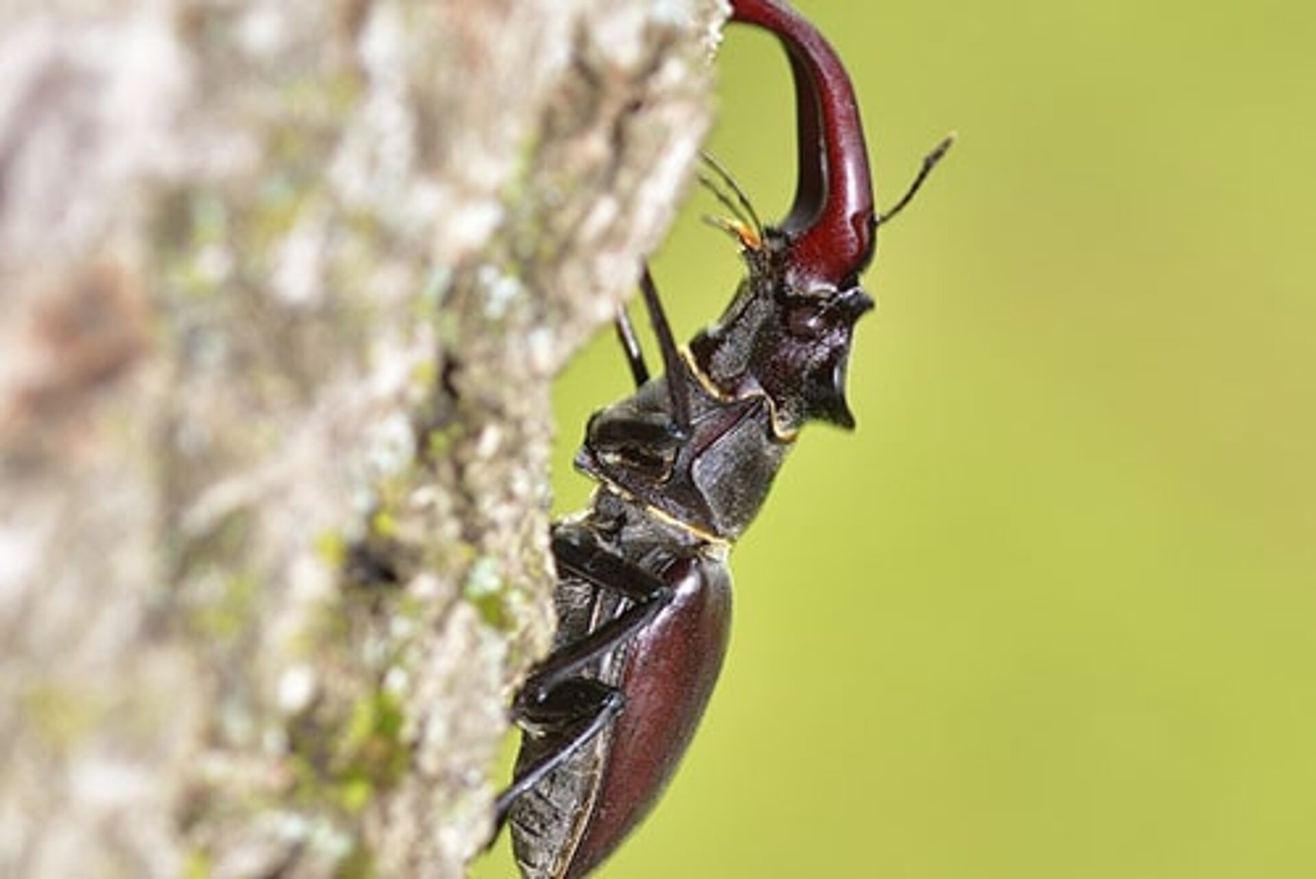 PROJEKTI NATURE 2000